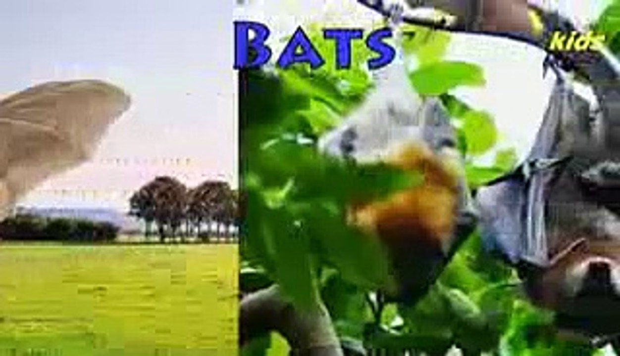 WILD_ANIMALS__Learn_Wild_Animals_Sounds_and_Names_For_Children,_Kids_And_Toddlers