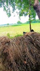 जल्दी_निपट_गए_Sarita_bhauji_vinod_cool_#shorts_#shortsvedio_#youtubeshorts