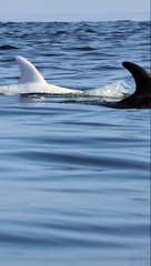 Casper the friendly dolphin stopped by to say hello 