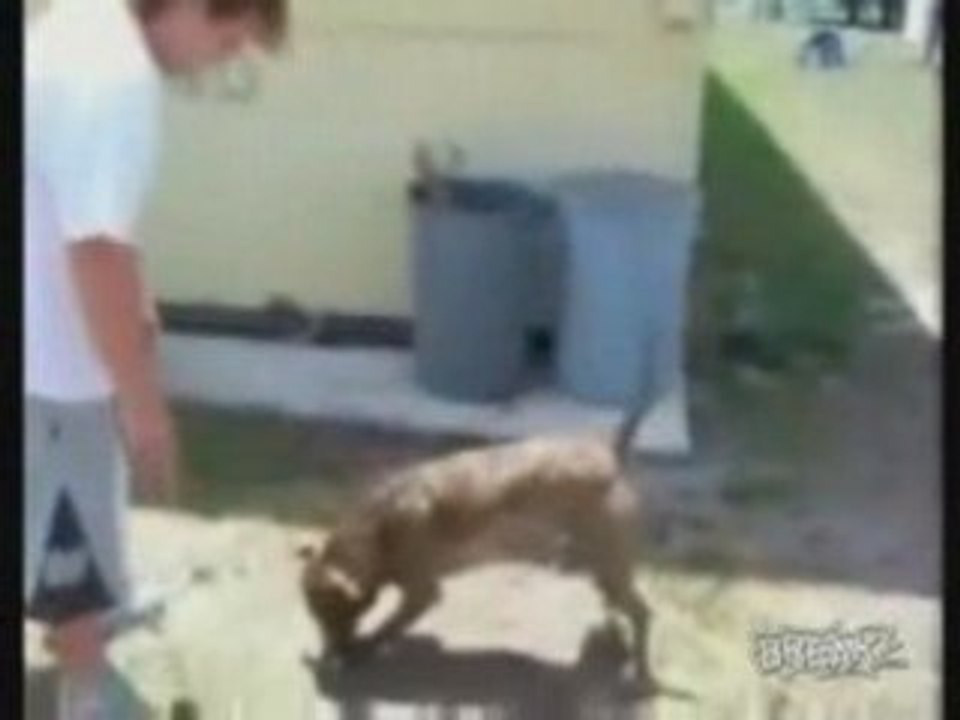 Dog Backflips As He Catches Ball