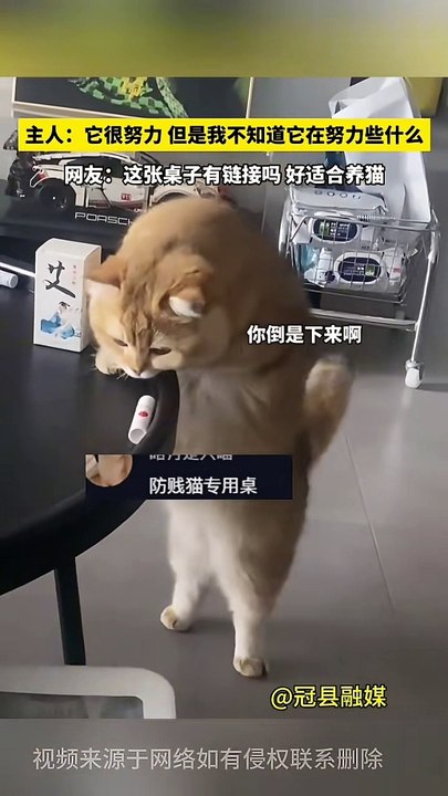 Funny cat