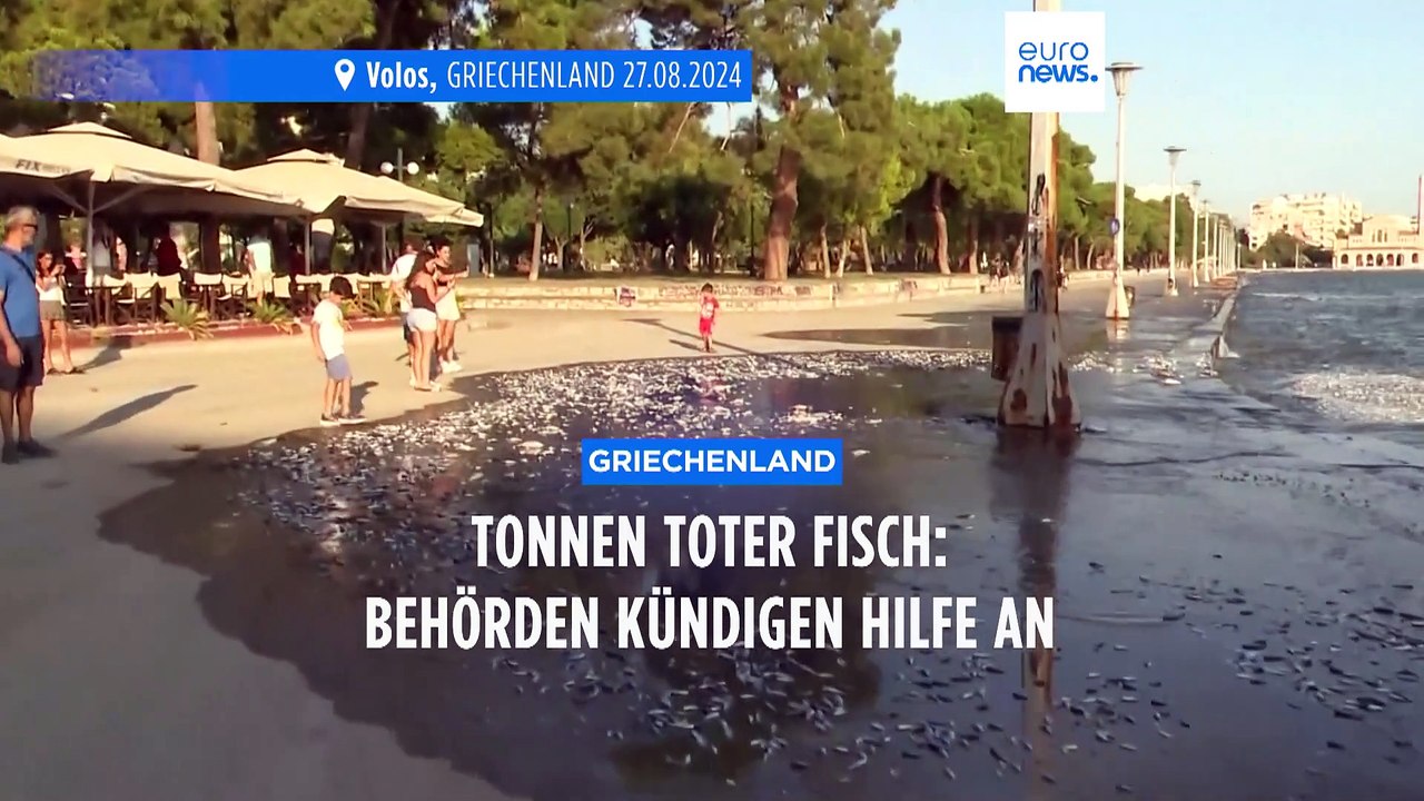Tonnen stinkender toter Fisch: Griechische Behörden kündigen Hilfe an