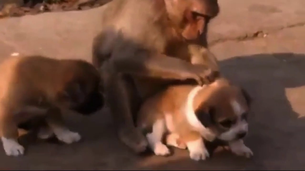 পশু পাখির সাথে ভিন্ন প্রজাতির প্রাণীর ভালোবাসা-বন্ধুত্ব Love-friendship between animals and birds of different species