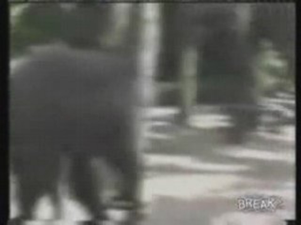 Baby Elephant Knocks Out Old Man