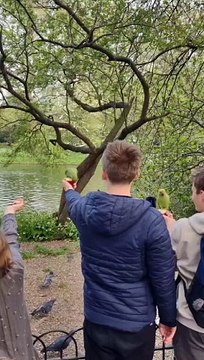 Feeding Parrots in London: A Colorful Encounter!