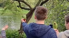 Feeding Parrots in London: A Colorful Encounter!