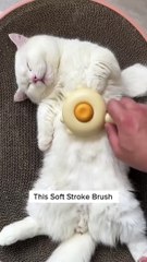 Brushing My Cat Is SO Satisfying