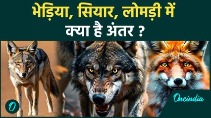 भेड़िया, सियार और लोमड़ी में क्या अंतर होता है | Bahraich | #Shorts | वनइंडिया हिंदी