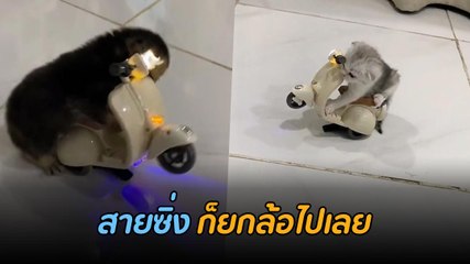 แว้นเก่งแต่เด็กเลยแก๊งนี้ แม่ ๆ ทาสแมวต่างเอ็นดู