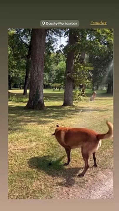 Anthony Delon a partagé une vidéo de Loubo, le chien qu'Alain Delon aimait tantAnthony Delon a partagé une vidéo depuis Douchy le 1er septembre 2024.