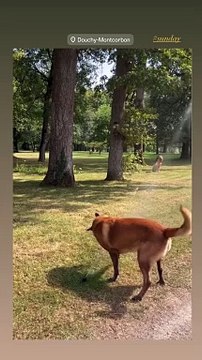 Anthony Delon a partagé une vidéo de Loubo, le chien qu'Alain Delon aimait tantAnthony Delon a partagé une vidéo depuis Douchy le 1er septembre 2024.