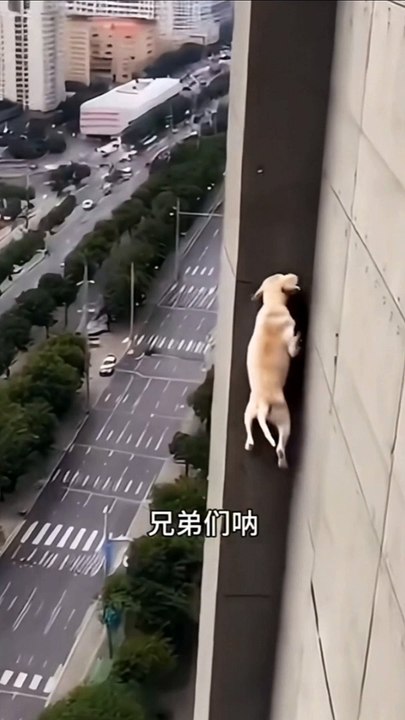 Spider-  dog