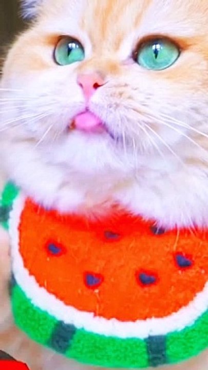 Mom cat playing #shorts #reels #dailymotion