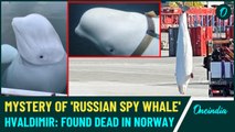 Why Was Hvaldimir So Famous? Did the 'Spy Whale' Die on a Russian Mission? Norwegian Govt Responds