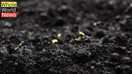 Whole world news/فصلوں کے ریٹ کم ہونے سے زراعت پر کیا اثرات مرتب ہوتے ہیں/2024میں فصلوں کے ریٹ