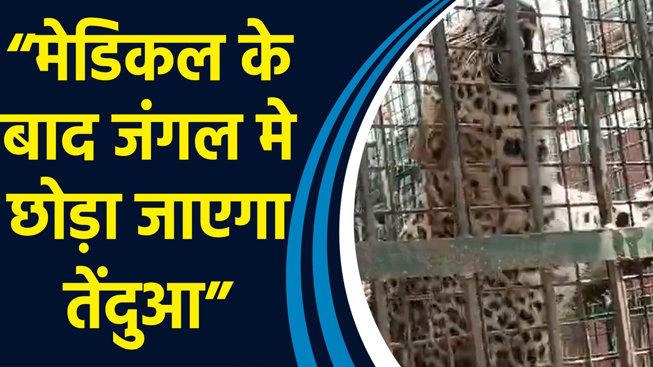 Rampur में वन विभाग की टीम ने पकड़ा तेंदुआ, दूसरा तेंदुआ पकड़ से बाहर