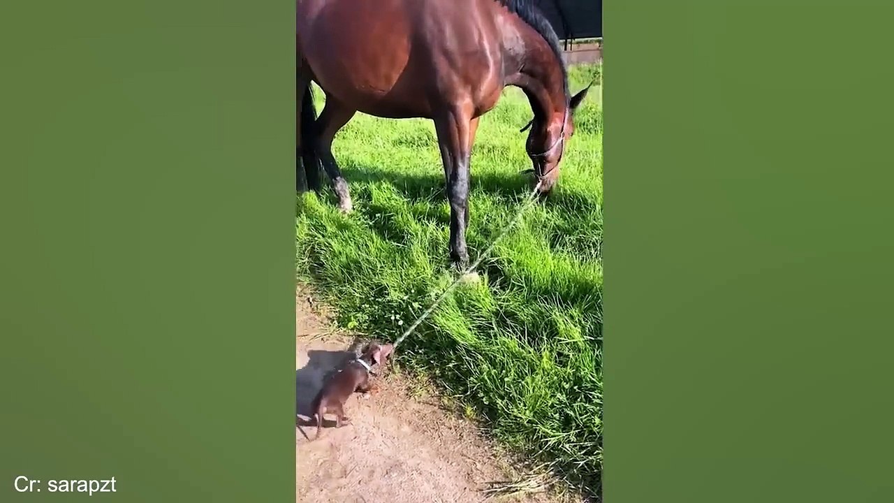 Try Not To Laugh Funny Cats and Dogs Videos 2024 New Funny Animals Video