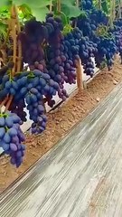 GARDEN,,,,, here is a beautiful garden of grapes