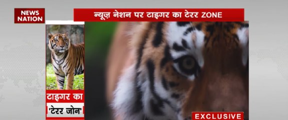 न्यूज़ नेशन पर टाइगर का टेरर ZONE
