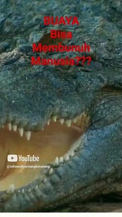 buaya bs membunuh manusia