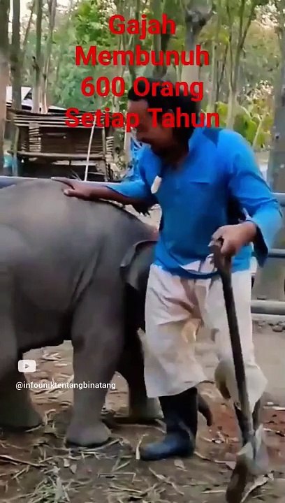 Gajah Bisa Membunuh Manusia