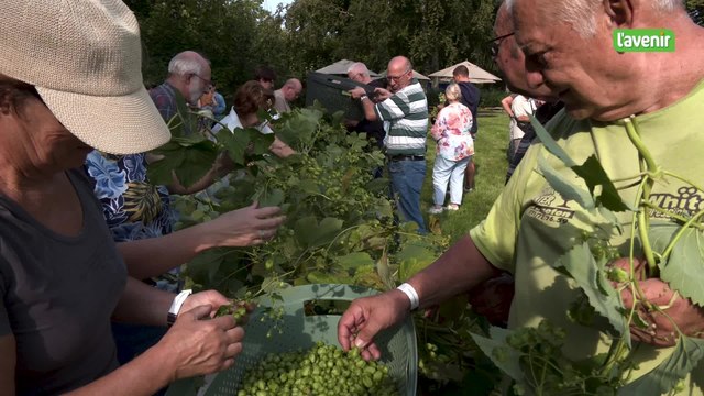 À l'abbaye de Maredsous, on a vendangé le houblon