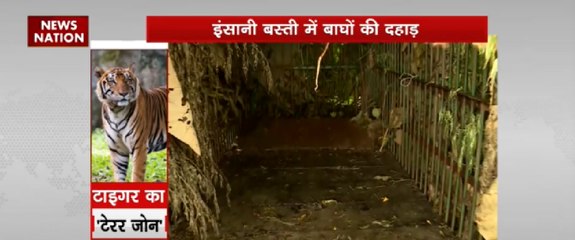 इंसानो बस्ती में बाघों की दहाड़