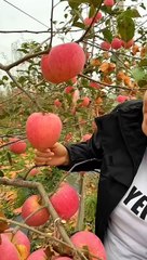 Chinese girl eating apple