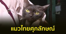 Made in Thailand แดนไทยเท่ : “แมวไทยศุภลักษณ์” กับความสำเร็จในการรับรองสายพันธุ์ระดับโลก