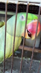 #trending #viral #usa #shortvideo #baby #parrot #parrotlover #parrottalking #greenringneck
