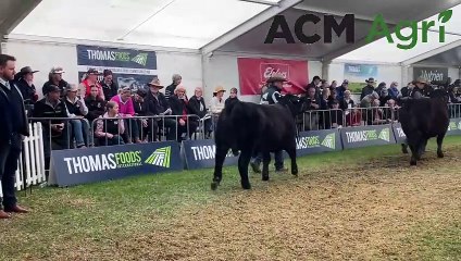 Royal Adelaide Show: Exciting Led Steer Competition Highlights 🐂