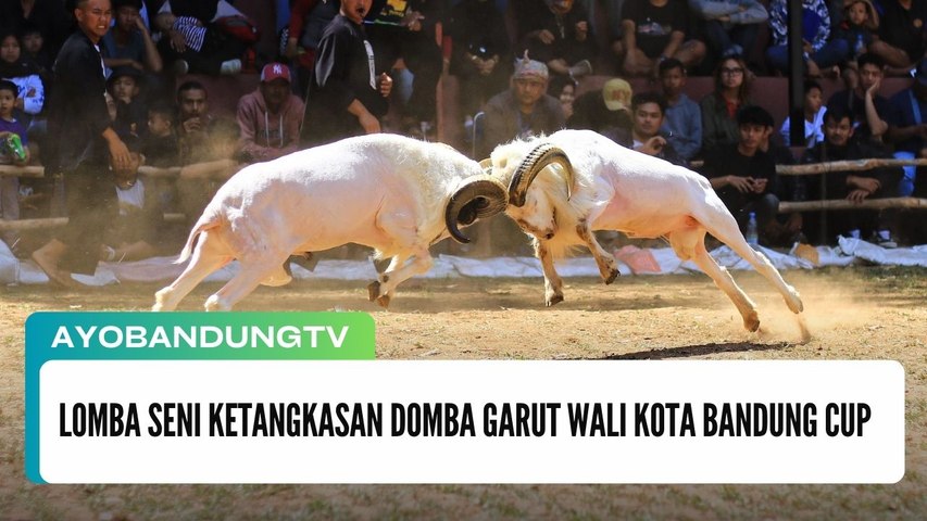 Lomba Seni Ketangkasan Domba Garut Wali Kota Bandung Cup