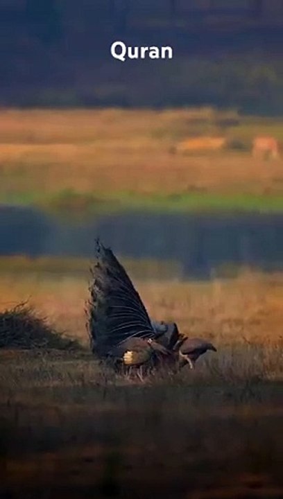 Quran#islamicstatus#trending#whtsappstatus#qurantranslation#quranvideo#surah#islamic#its_kingmakers