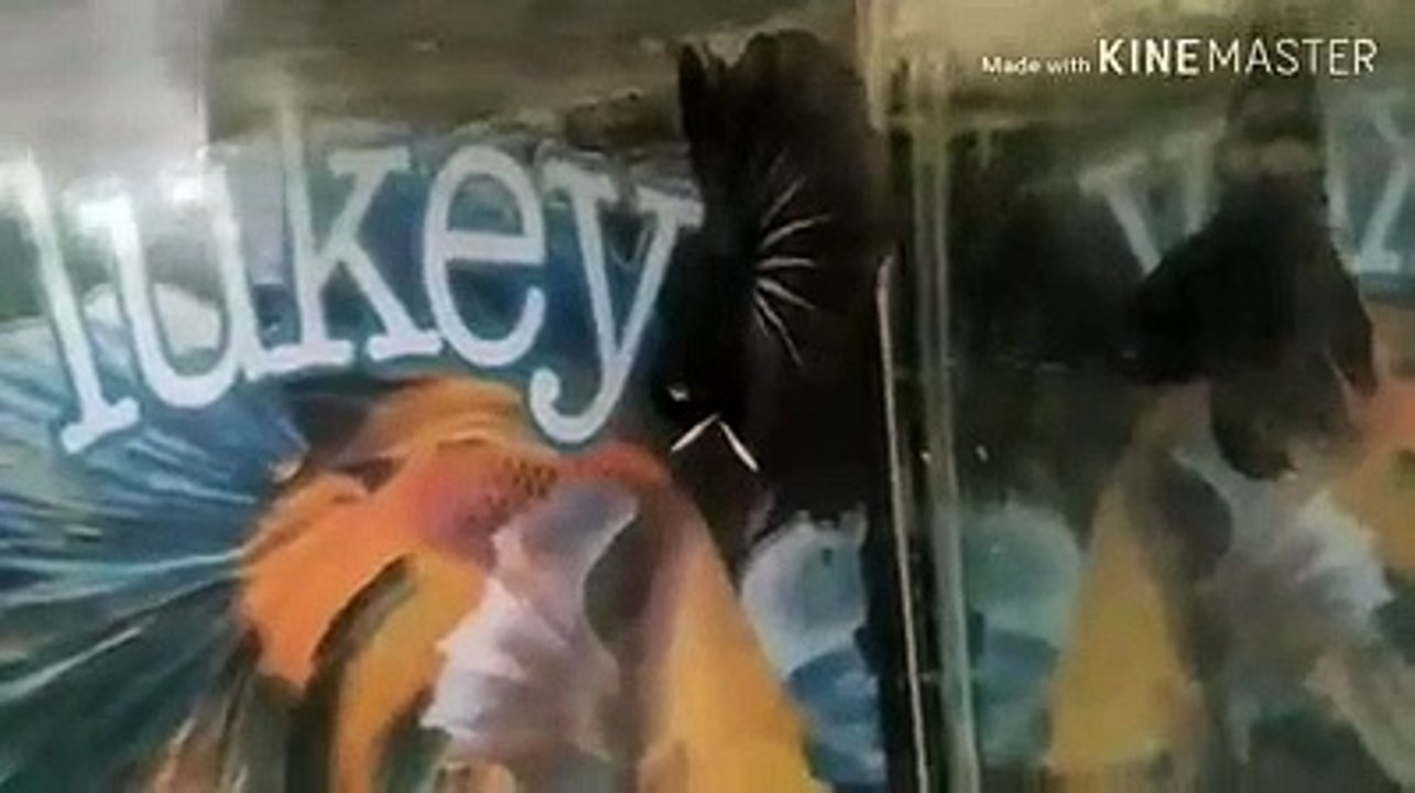 Ikan cupang hias warna amazing