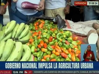 Miranda | Productores del municipio Tomás Lander promueven la agricultura urbana