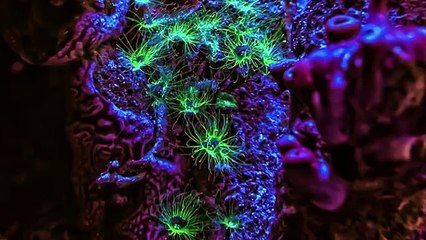 Sexual & Asexual Reproduction: How Animal do it?