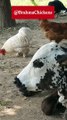 Bantam Rooster and Cow