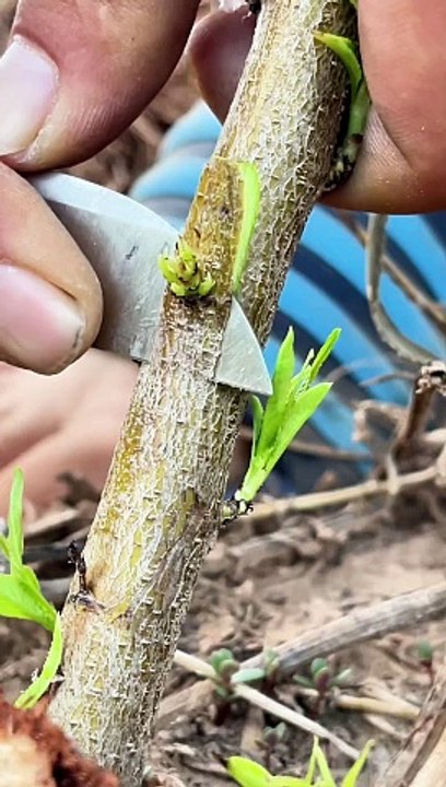 গাছের কলম দেওয়া দেখুন