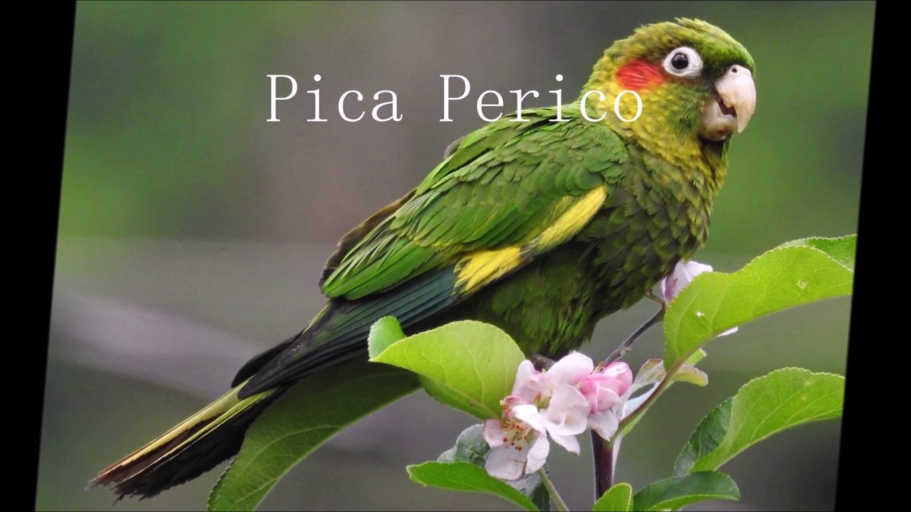Pica perico