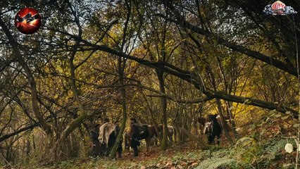 HD المؤسس عثمان - مدبلج - الحلقة 10 الموسم 1