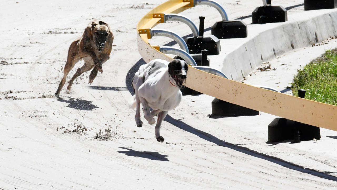 Taree Greyhound track 30.08.24