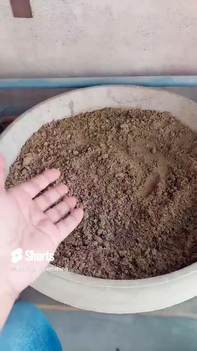 #arvi k seeds ki germination start ho gae, wow  #shorts #kitchengardening #rooftopgarden