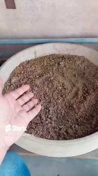 #arvi k seeds ki germination start ho gae, wow #shorts #kitchengardening #rooftopgarden