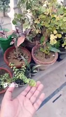 #jadeplantcare #rooftopgarden #terracegarden #homeplants #gardening #containergardening #viral