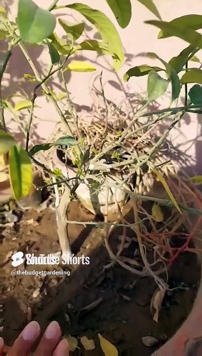 1 week may almost dead lemon plant may flowering dozens new branches #homeplants #gardening #viral