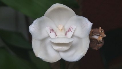 Celebran el Festival Nacional de la Flor del Espíritu Santo en Las Minas