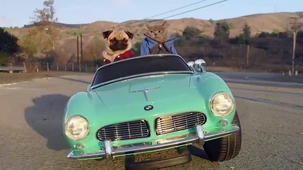 Cat and Dog Take a Road Trip