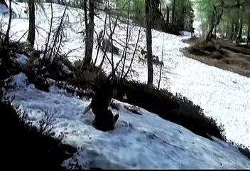 White Fang | movie | 1973 | Official Trailer