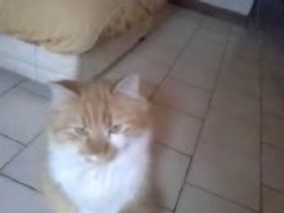 mes animaux