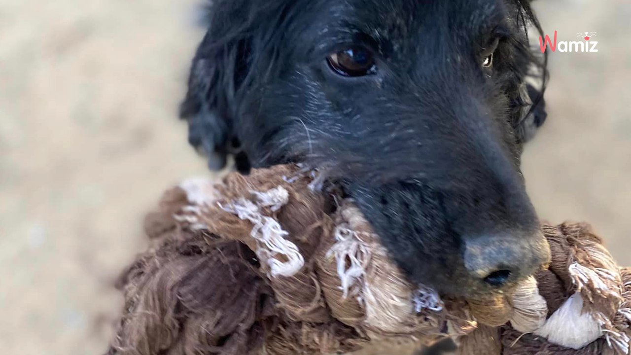 Tierheimhund rührt Besucher: Doch sie gehen weg, sobald sie ein Detail erfahren